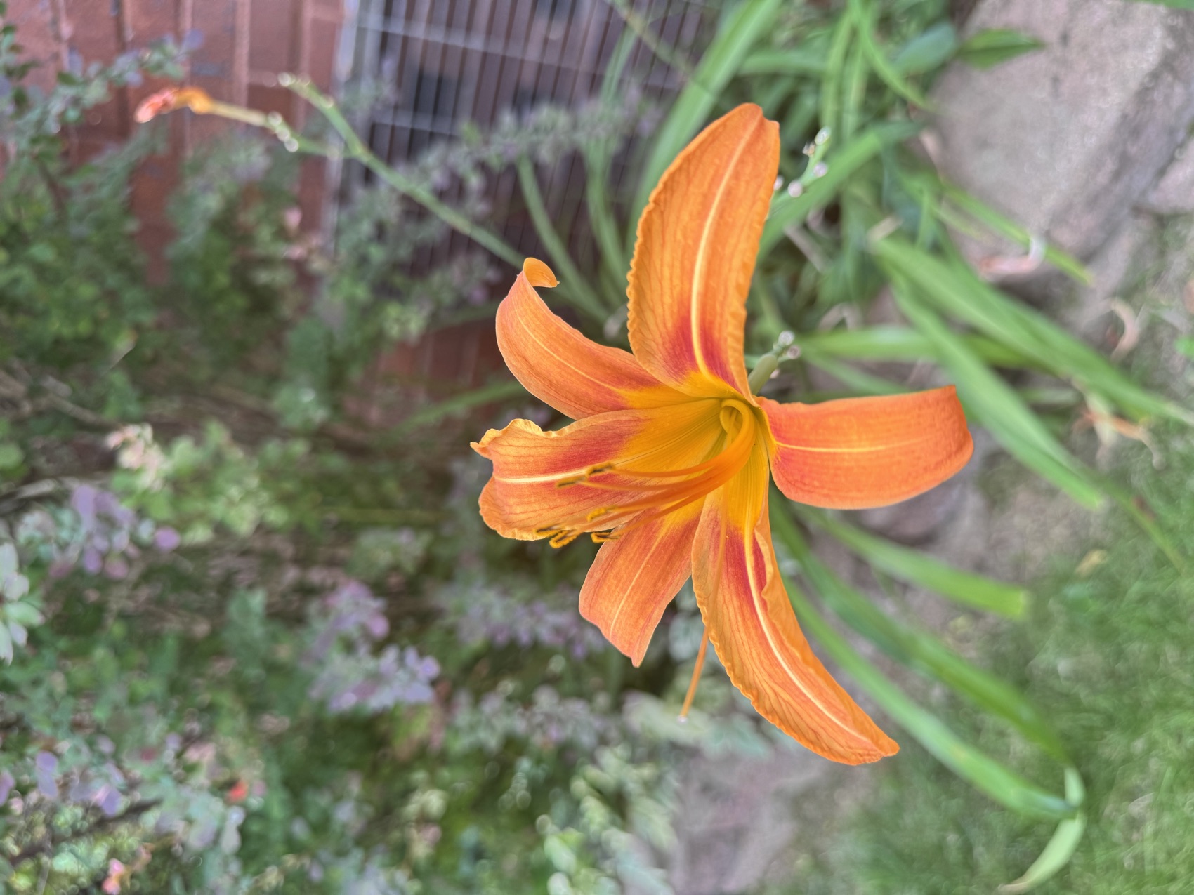 A vivid orange daylily in bloom